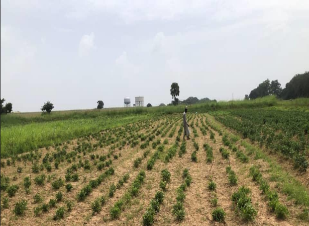 Expert Advocate Investment in Underutilized Legumes to Boost Food Security, Nutrition