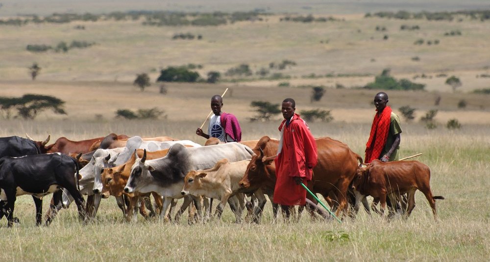 Niger Sets to Activate 23 Grazing Reserves to Reduce Farmer-Herder Clashes