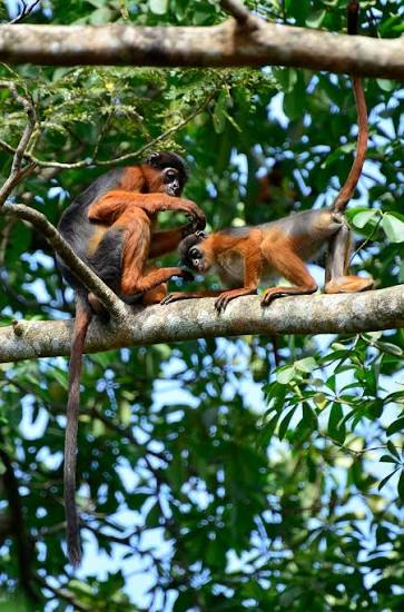 Possible Extinction of Rare Monkey Signals Wider Biodiversity Threat in West Africa – Expert