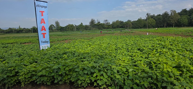 TAAT Turns Africa’s Food Crisis Into a Long-Term Food Security Model